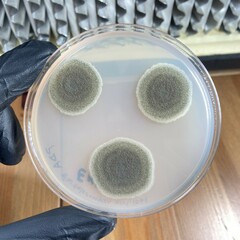 Talaromyces atroroseus