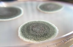 Talaromyces atroroseus