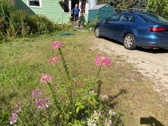 Cleome