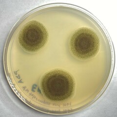 Talaromyces atroroseus