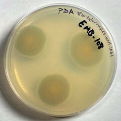 Talaromyces atroroseus