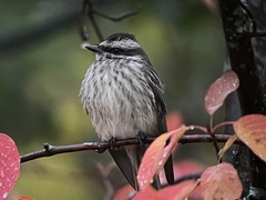 Empidonomus varius