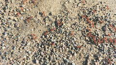 Pogonomyrmex barbatus