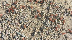 Pogonomyrmex barbatus