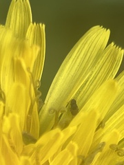 Milichiidae
