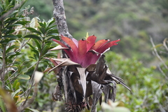 Vriesea