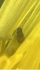 Milichiidae