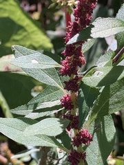 Amaranthus tuberculatus