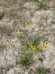 Helenium elegans