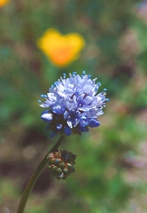 Gilia capitata abrotanifolia