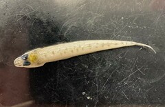 Ammocrypta vivax
