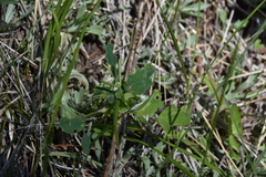 Lathyrus ochroleucus