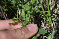 Lathyrus ochroleucus