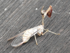 Dicromantispa interrupta