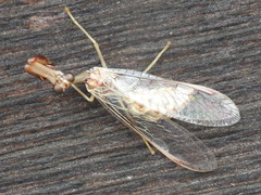 Dicromantispa interrupta