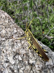 Schistocerca albolineata