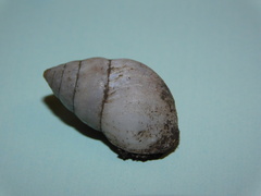 Bulimulus rushii