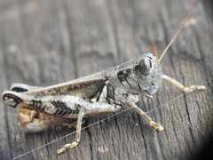 Melanoplus ponderosus