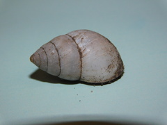 Bulimulus rushii