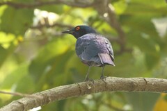 Lamprotornis chalcurus