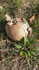 Calvatia