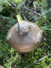 Amanita porphyria