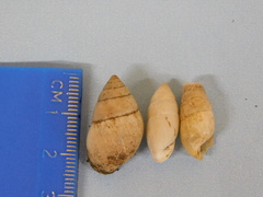 Bulimulus rushii