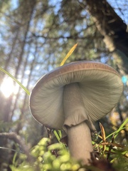 Amanita porphyria