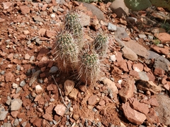 Echinocereus engelmannii fasciculatus