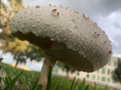 Chlorophyllum molybdites image