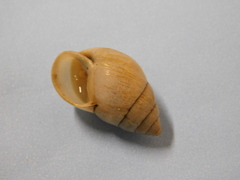 Bulimulus rushii