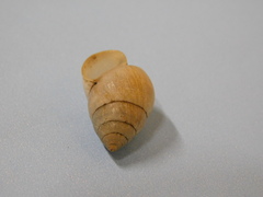 Bulimulus rushii