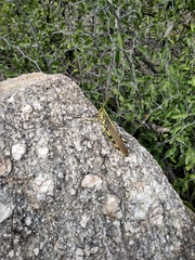 Schistocerca albolineata