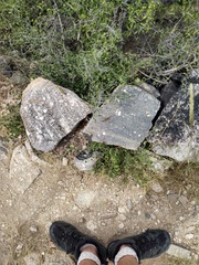 Schistocerca albolineata