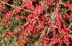 Cotoneaster horizontalis