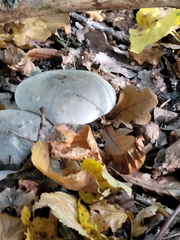 Clitocybe nebularis