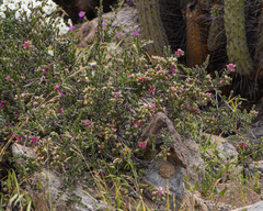 Krameria cistoidea