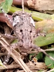 Mesosa nebulosa