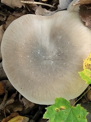Clitocybe nebularis