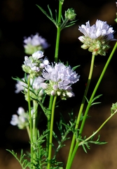 Gilia capitata abrotanifolia