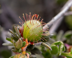 Krameria cistoidea