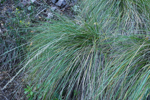 Muhlenbergia dubia, photograph 1