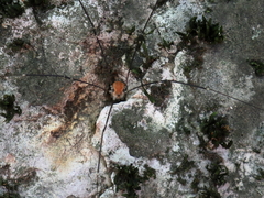 Leiobunum limbatum