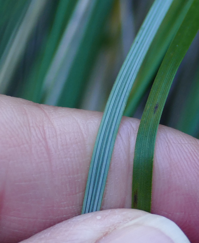 Muhlenbergia dubia, photograph 2