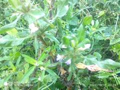 Dyschoriste linearis