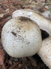 Agaricus hondensis