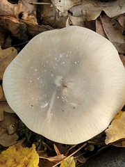 Clitocybe nebularis