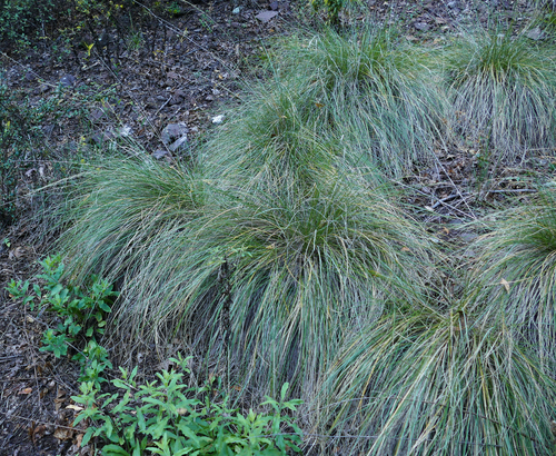 Muhlenbergia dubia, photograph 4