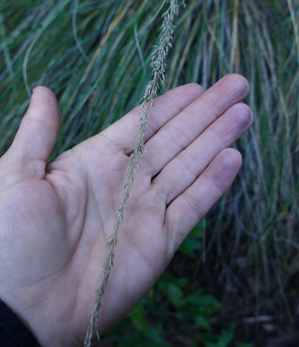 Muhlenbergia dubia, photograph 3