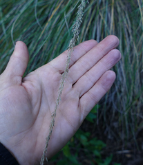 Muhlenbergia dubia